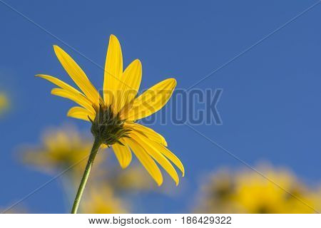 Helianthus Tuberosus Flower (jurusalem Arichoke) Against Blue Sky