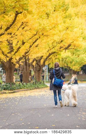 AsianTourists woman at Meiji Jingu Gaien in Tokyo Japan.Meiji Jingu Gaien that has beautiful Ginkgo along the lenght of the street famous for autumn spot in TokyoJapan