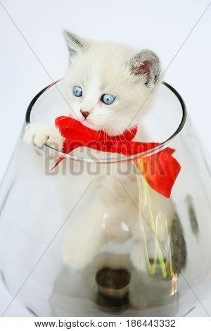 kitten with a red bow in a glass vase