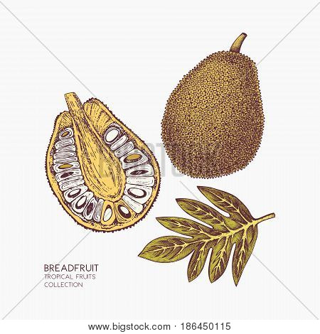 Engraved botanical sketch. Vintage jack fruit design. Tropical plant frame. Wedding template