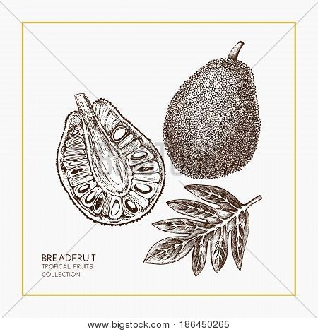 Engraved botanical sketch. Vintage jack fruit design. Tropical plant frame. Wedding template