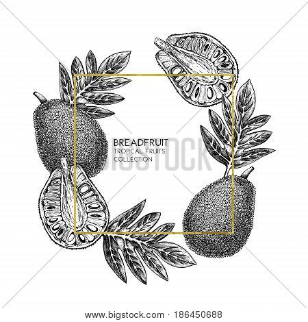 Engraved botanical sketch. Vintage jack fruit design. Tropical plant frame.Gold Wedding template