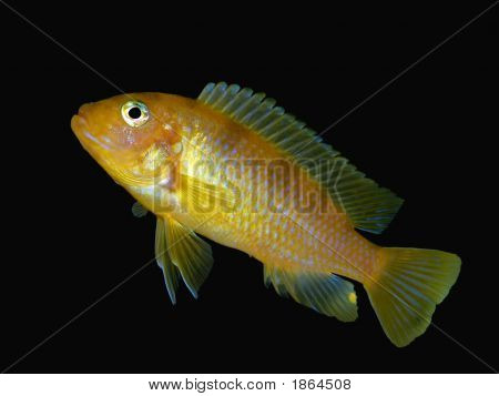 Bebé masculino Kenyi Cichlid Ad listo