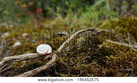 Detail of a white snail shell on a branch with moss around.