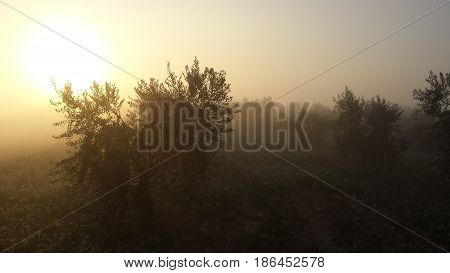 Sunrise in a landscape with olive-trees and thick fog