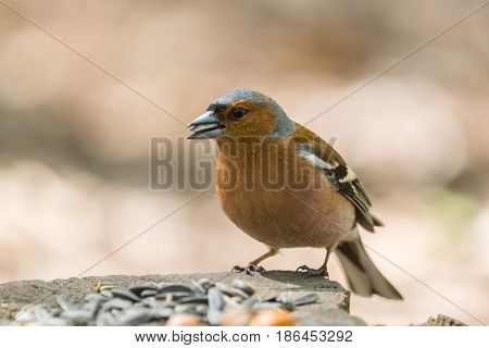 The picture shows a chaffinch on a branch