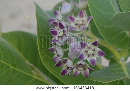 Beautiful wild beach flowers along Palm Beach in Aruba.
