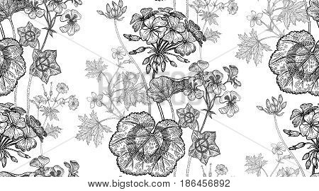 Geranium or Pelargonium flower. Seamless floral pattern. Vector illustration. Hand drawing art. Black and white graphics. Vintage engraving. Template for packaging textile paper wallpaper fabric.