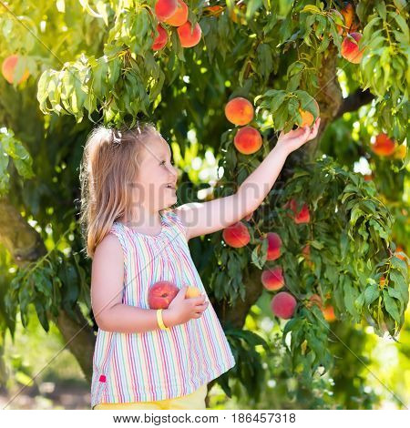 Child Picking And Eating Peach From Fruit Tree