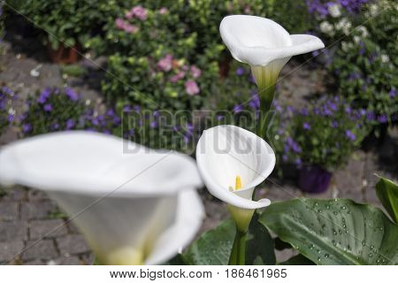 White Calla lilies flowers at flowers market. Agriculture and flowers