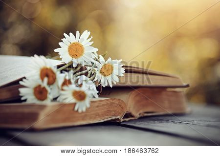 A bouquet of camomiles rested on an old book.