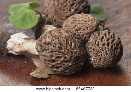 Morel fungus close up shot local focus