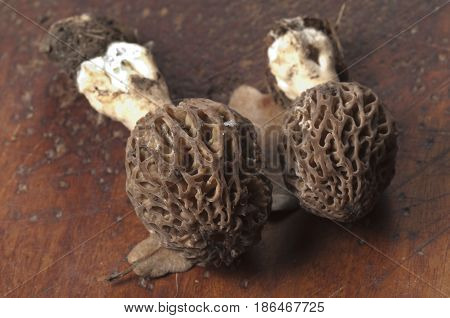 Morel fungus close up shot local focus