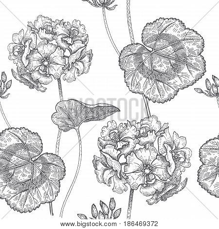 Geranium or Pelargonium flower. Seamless floral pattern. Vector illustration. Hand drawing art. Black and white graphics. Vintage engraving. Template for packaging textile paper wallpaper fabric.