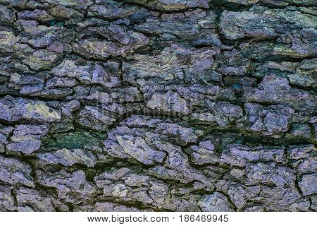 Old Wood Tree Trunk Textured Pattern