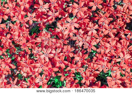 Background Of Flowers