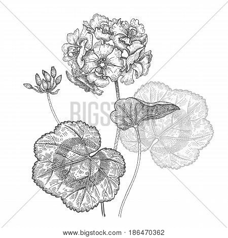 Geranium or Pelargonium garden flower. Isolated bouquet on white background. Black and white hand drawing. Vector illustration art. Vintage engraving. Decoration for interior items dishes pillows.