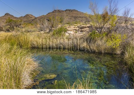 Desert Spring In Ash Meadows National Wildlife Refuge, Nevada
