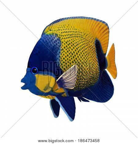 3D Rendering Angelfish On White