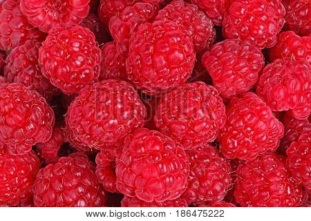 Numerous ripe fruit of red raspberries (Rubus idaeus) fill the frame