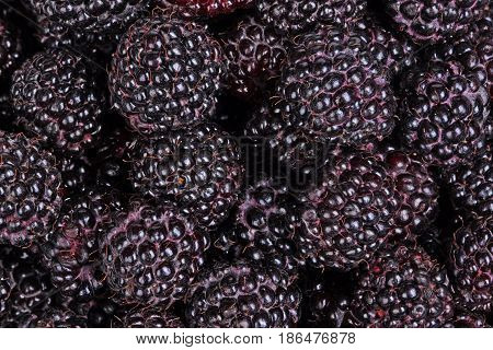 Numerous ripe dark purple fruit of black raspberries (Rubus occidentalis) fill the frame
