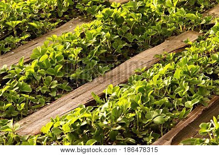 Organic Strawberries Field In Farm . Bushes In The Spring, Paths Made Of Wood