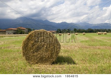 Rouleaux de foin
