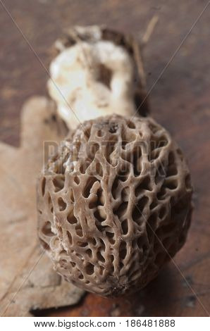 Morel fungus close up shot local focus