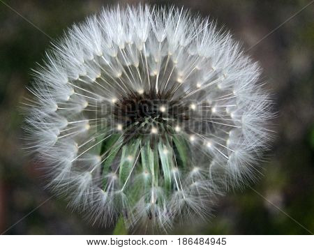 dandelion clock in close up with dark background