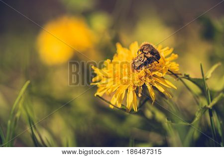 Bug Couple Hibridize On Dandelion Flower