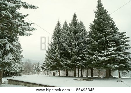 Winter evening twilight near Mavrovo lake in Macedonian republic, dark fir trees