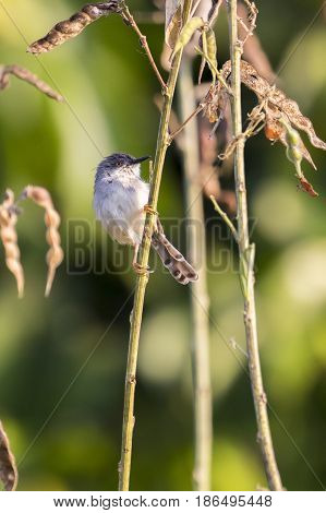 Image of birds on the branch. Wild Animals. Brown Prinia (Prinia polychroa)
