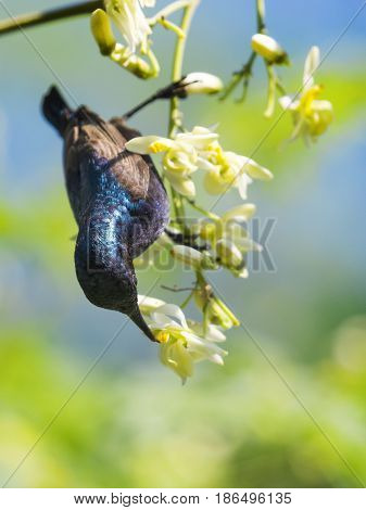 Image of a bird (purple sunbird). Wild Animals.