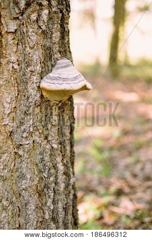 Mushrooms On A Tree In A Forest Closeup