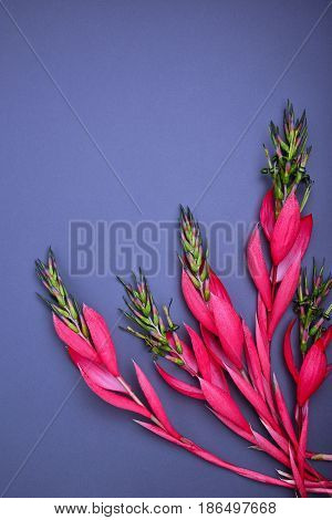 bouquet of pink Billbergia flower on a black background an empty space at the top