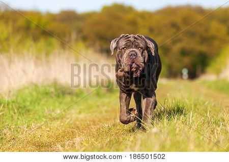 Neapolitan Mastiff On A Meadow