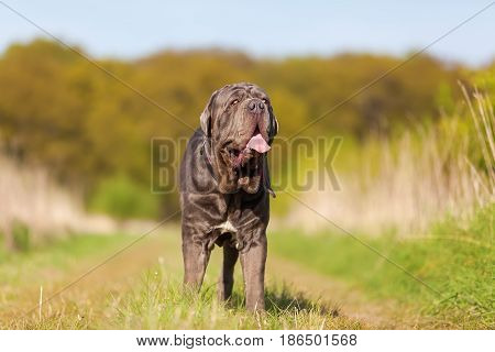 Neapolitan Mastiff On A Meadow