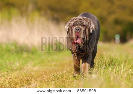 Neapolitan Mastiff On A Meadow