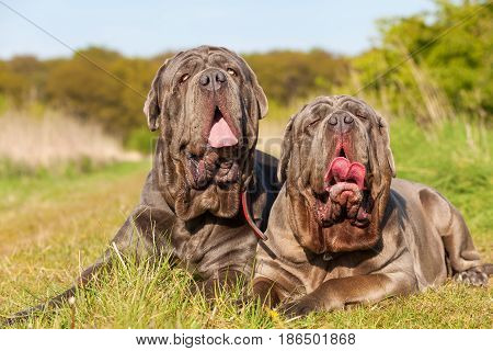 Neapolitan Mastiff On A Meadow