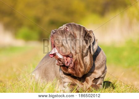 Neapolitan Mastiff On A Meadow