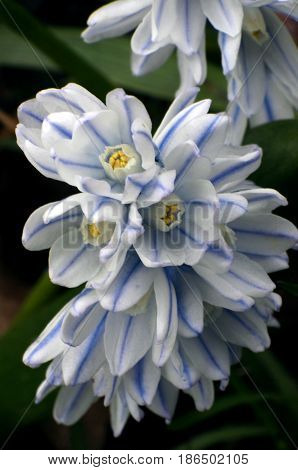 group of white and blue stripped flowers