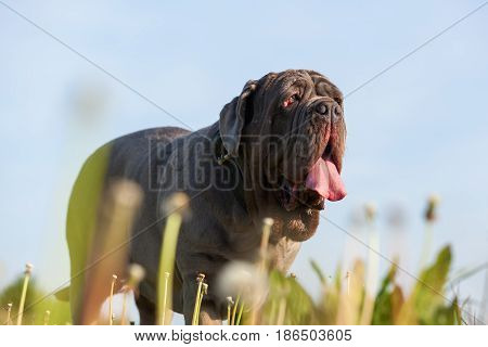 Neapolitan Mastiff On A Meadow