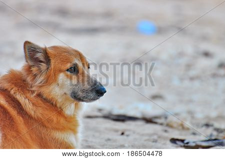 Headshot of brown furry dog waiting for the boss.