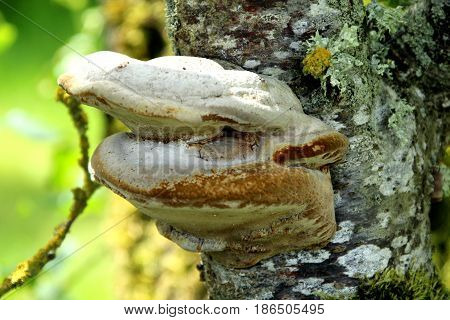 mashrooms on a tree trunk  ( birch polyporus )