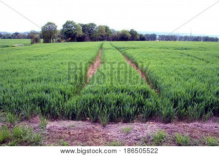 of tractor weels left by tractor wheels