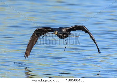 Double-crested Cormorant returning to its nest with a stick