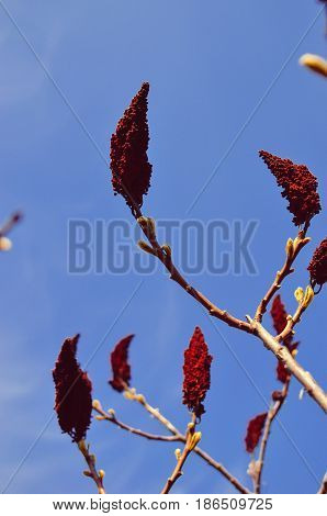 Staghorn sumac or velvet sumac , Rhus typhina against the sky at spring