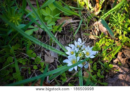 Close-up of white flowers of Star of Bethlehem Ornithogalum plant with green lance-shaped leaves