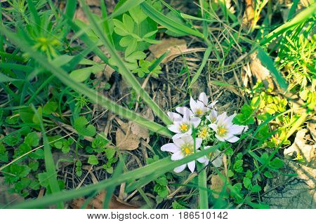 Close-up of white flowers of Star of Bethlehem Ornithogalum plant with green lance-shaped leaves