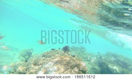 Abudefduf Vaigiensis And Sparidae Swim Around A Bright Colored Coral Reef In The Red Sea In Hurghada